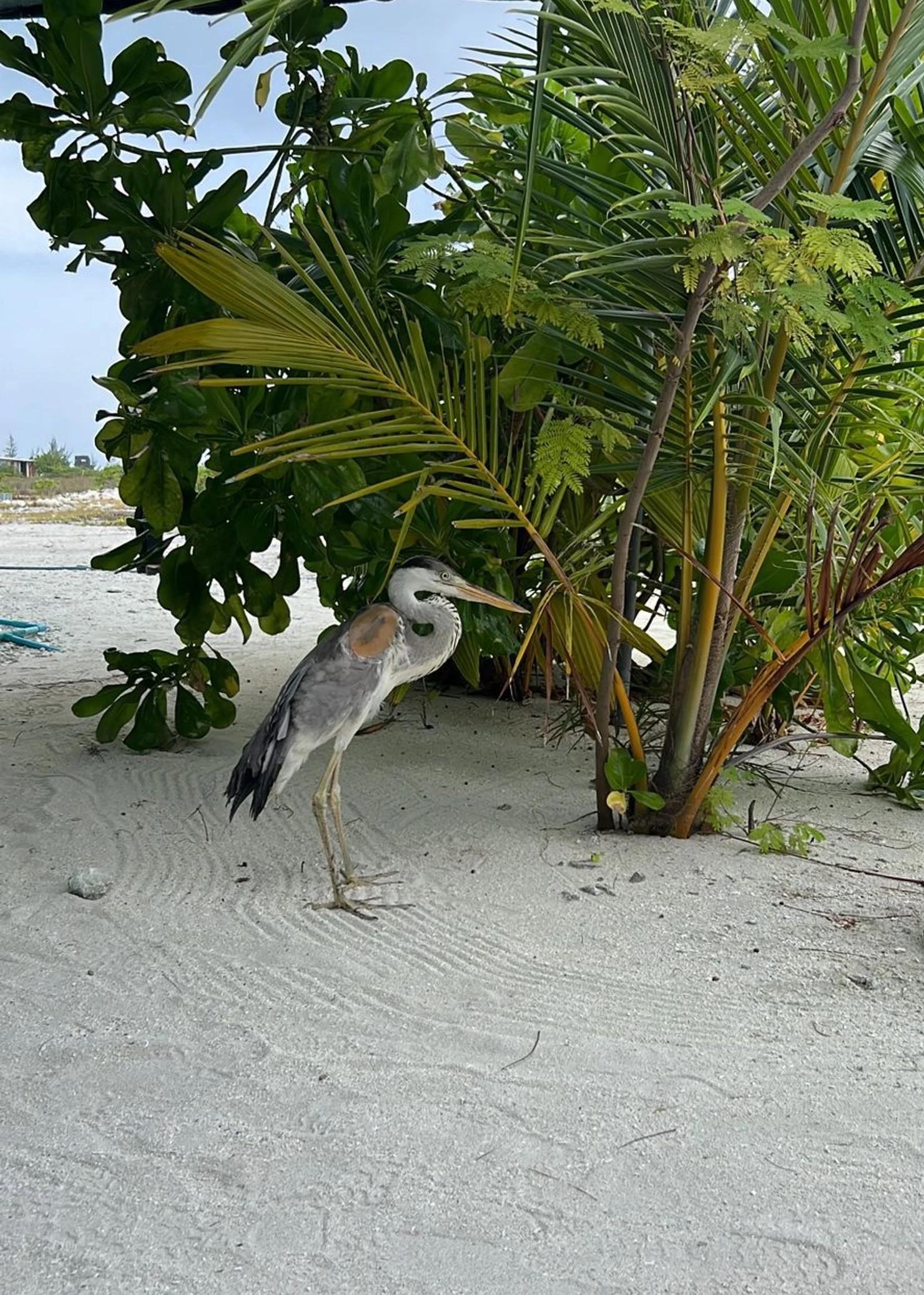ރަސްފަންނުން ސަލާމަތްކުރެވުނު މާކަނާ 'މާކޭ'